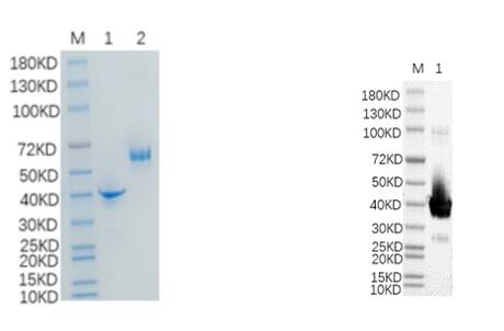 Reducing 12% SDS-PAGE and WB analysis profile of purified BCL6<br />1. BCL6<br />2. BSA